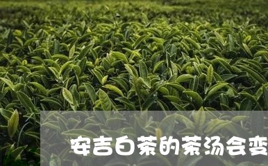 安吉白茶的茶汤会变黄吗/2023102447269