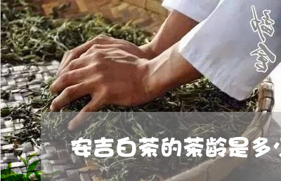 安吉白茶的茶龄是多少克/2023101761493