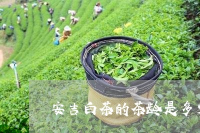 安吉白茶的茶龄是多少岁/2023101769483