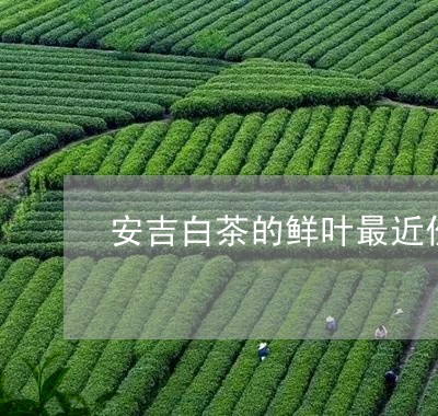 安吉白茶的鲜叶最近价格/2023102403646