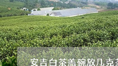 安吉白茶盖碗放几克茶叶/2023102428370