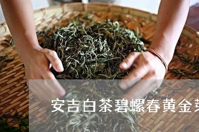 安吉白茶碧螺春黄金芽/2023092961692