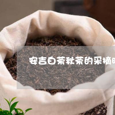 安吉白茶秋茶的采摘时间/2023101659573