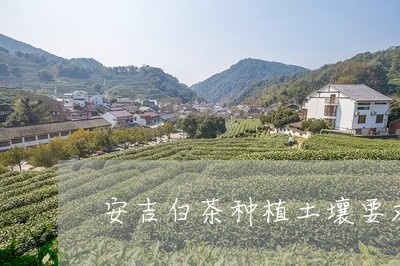 安吉白茶种植土壤要求/2023092910824