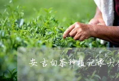 安吉白茶种植记录大全/2023092929383