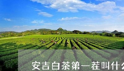 安吉白茶第一茬叫什么/2023092949816