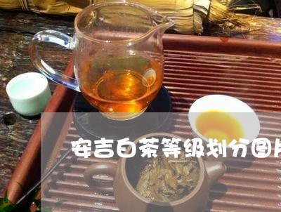 安吉白茶等级划分图片/2023093068590