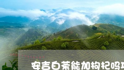 安吉白茶能加枸杞吗功效/2023101764057