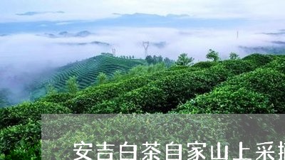 安吉白茶自家山上采摘/2023093045148