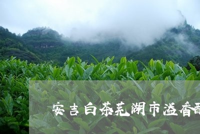 安吉白茶芜湖市溢香醇/2023093072685