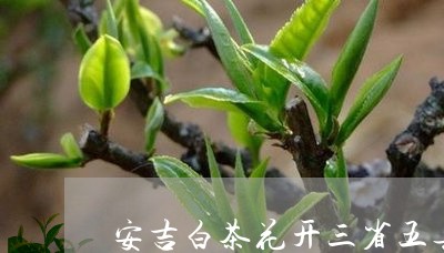 安吉白茶花开三省五县/2023093030392