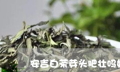 安吉白茶芽头肥壮吗好吗/2023101778482