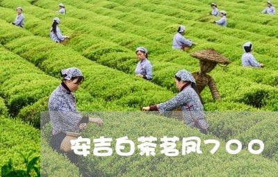 安吉白茶茗凤700/2023121394930