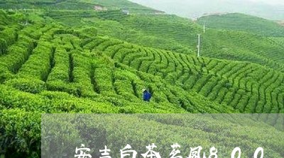 安吉白茶茗凤800/2023121520513