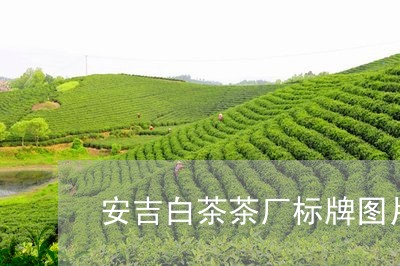 安吉白茶茶厂标牌图片/2023093064906