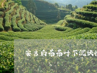 安吉白茶茶叶下沉快慢/2023093028471