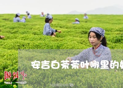 安吉白茶茶叶哪里的好/2023093065916