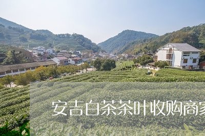 安吉白茶茶叶收购商家/2023093094148