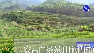 安吉白茶茶叶施肥时间/2023093078481