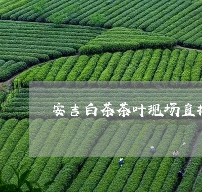 安吉白茶茶叶现场直播/2023093020503