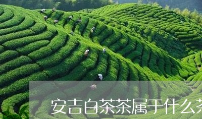 安吉白茶茶属于什么茶类/2023101779691