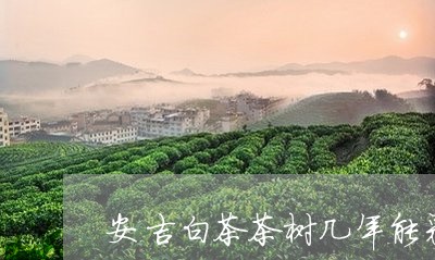 安吉白茶茶树几年能采茶/2023101765835