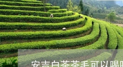 安吉白茶茶毛可以喝吗/2023093039693