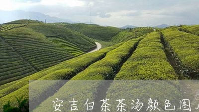 安吉白茶茶汤颜色图片/2023093052605