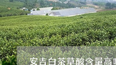 安吉白茶草酸含量高吗/2023092956139