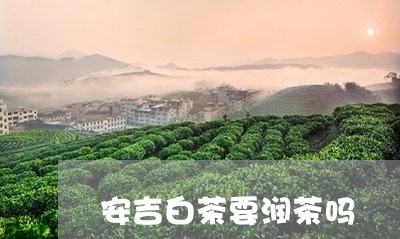 安吉白茶要润茶吗/2023092960695