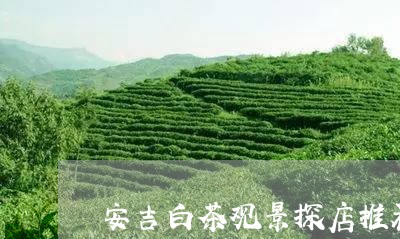 安吉白茶观景探店推荐/2023092996136