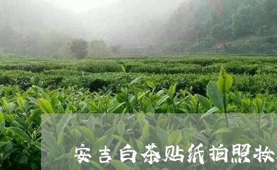 安吉白茶贴纸拍照妆容/2023092948471