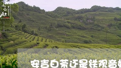 安吉白茶还是铁观音好/2023092907260