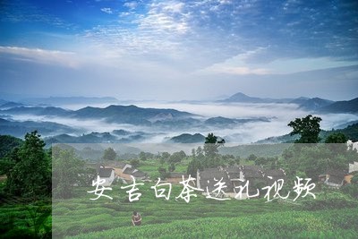 安吉白茶送礼视频/2023061895036