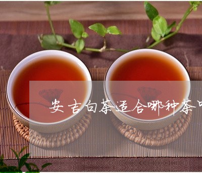 安吉白茶适合哪种茶叶/2023092904158