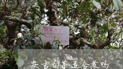 安吉白茶适合煮吗/2023061847483