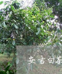 安吉白茶适合种植海拨/2023092994139