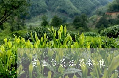 安吉白茶选茶标准/2023061875040