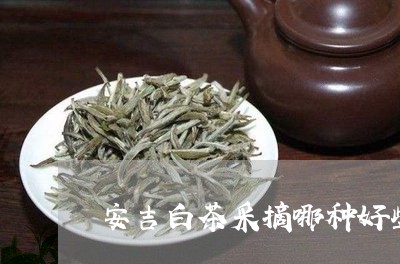 安吉白茶采摘哪种好些/2023092929493