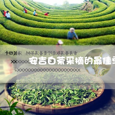 安吉白茶采摘的最佳季节/2023101765857