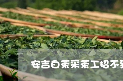 安吉白茶采茶工招不到/2023092969391