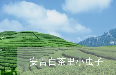 安吉白茶里小虫子/2023061861626