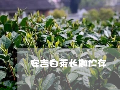 安吉白茶长期伫存/2023061810692