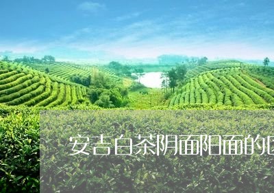 安吉白茶阴面阳面的区别/2023102446280