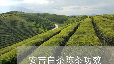 安吉白茶陈茶功效/2023061825960