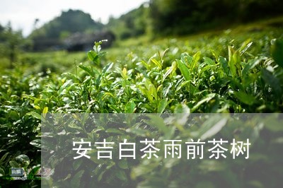 安吉白茶雨前茶树/2023061883061