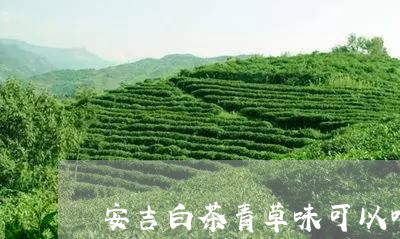 安吉白茶青草味可以喝吗/2023102472816