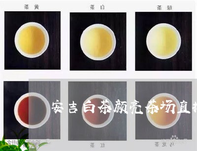 安吉白茶颜亮茶场直播/2023092925461