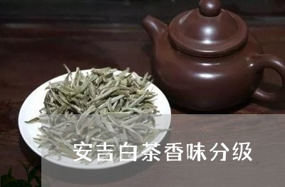 安吉白茶香味分级/2023061894037