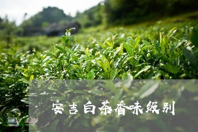 安吉白茶香味级别/2023061838070